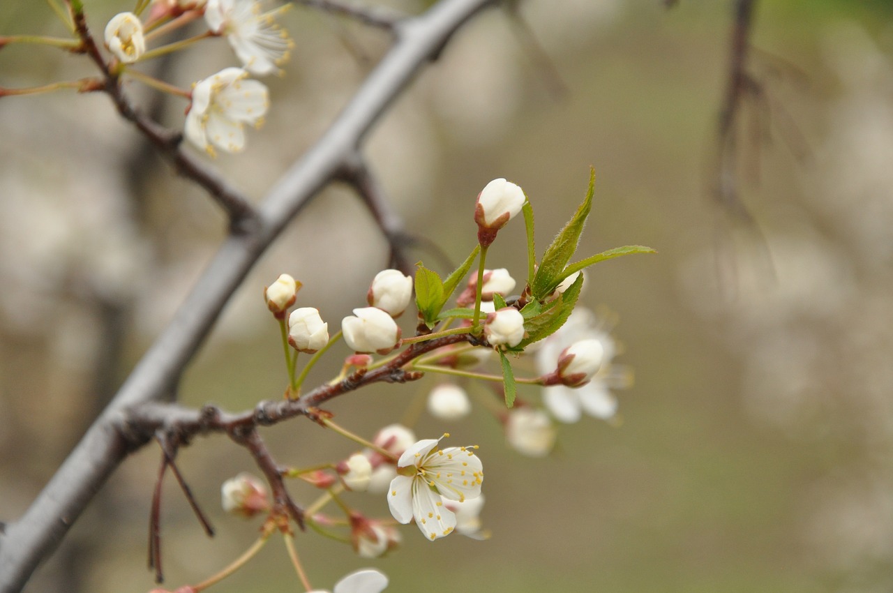 Image - spring bloom nature branch may