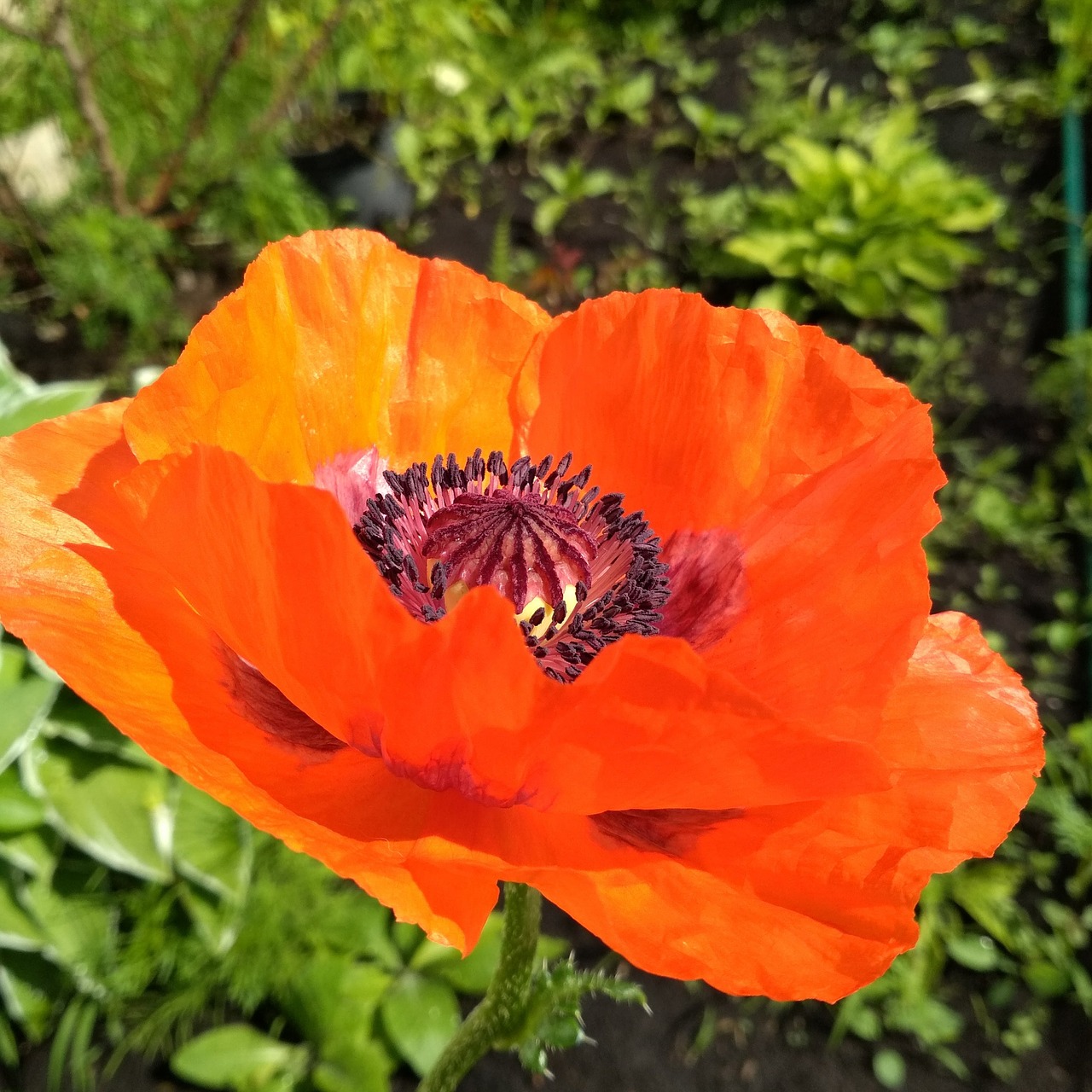 Image - garden poppy the scarlet flower