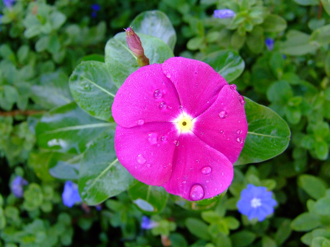 Image - kumintang pink periwinkle