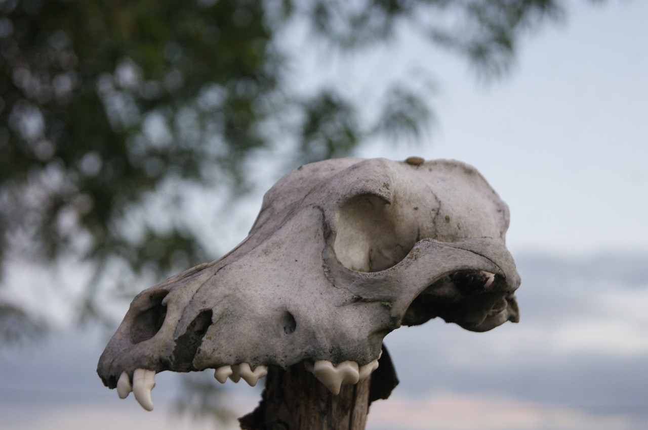 Image - sky skull stubborn