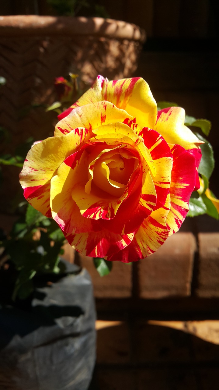 Image - rainbow nation rose flower