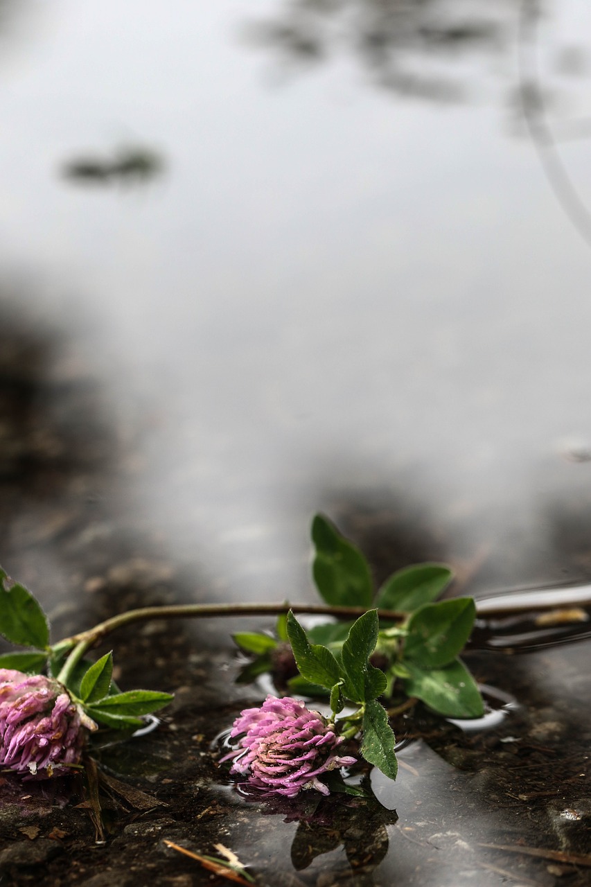 Image - flower water puddle nature