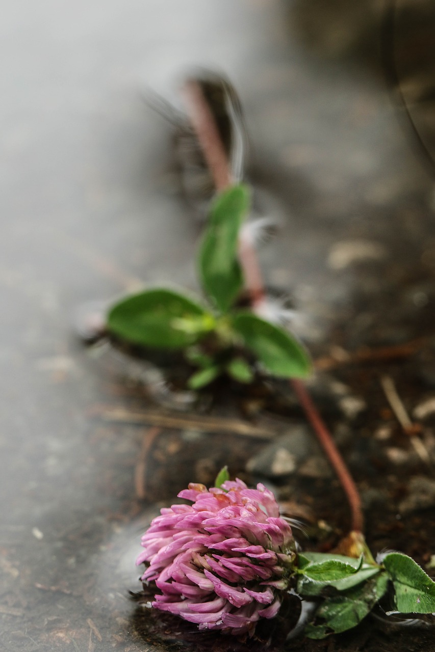 Image - flower water puddle nature