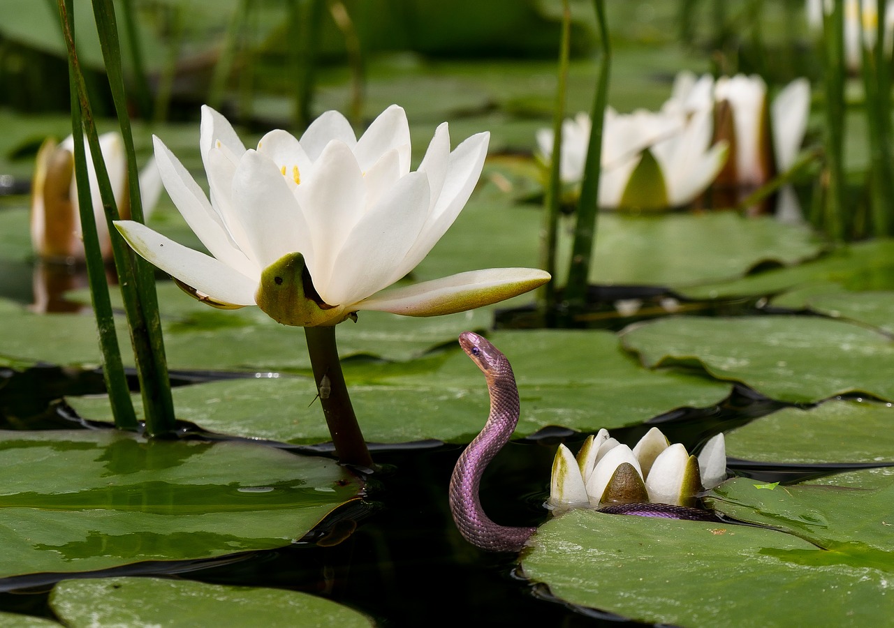 Image - nature flower water lily water