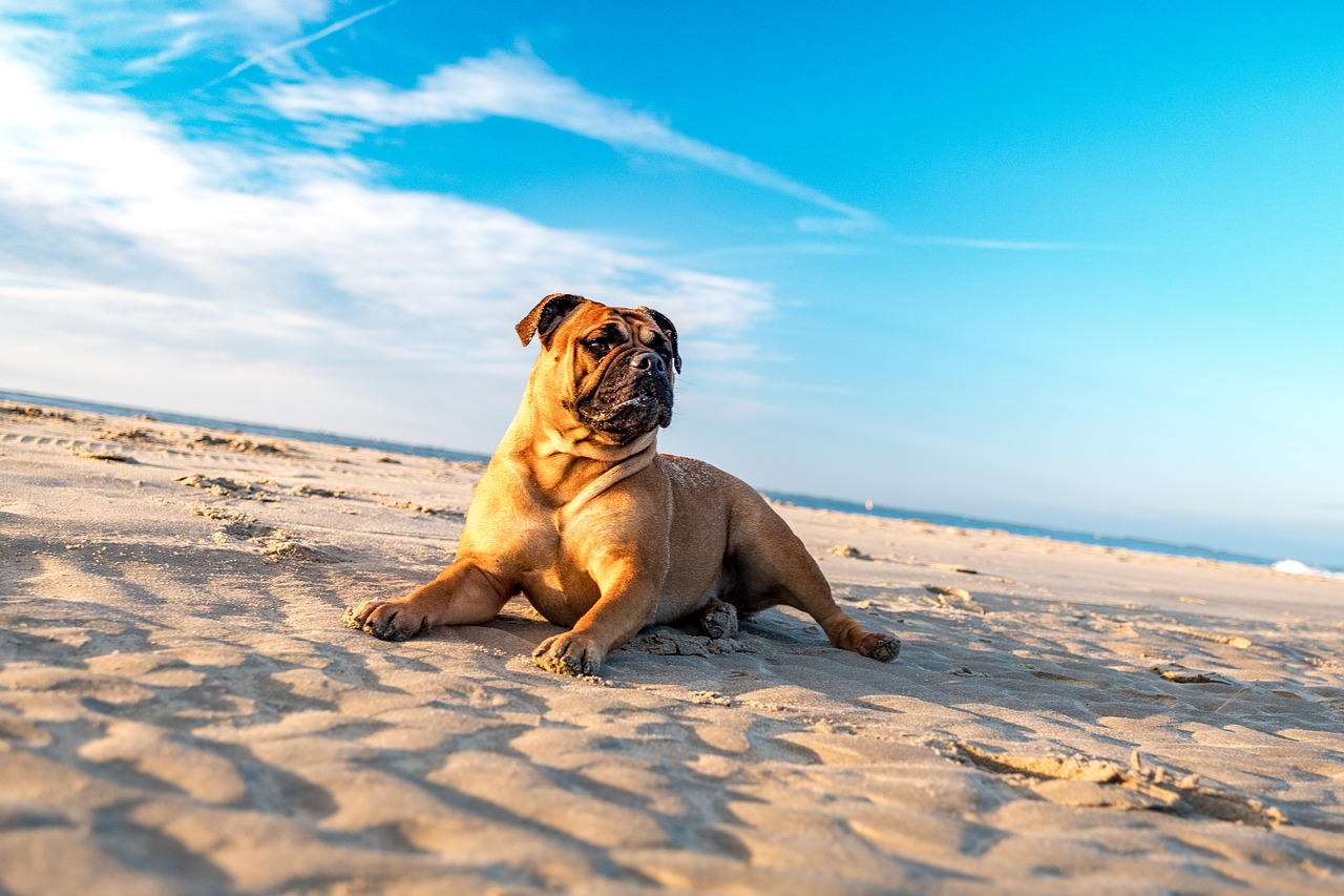 Image - bulldog dog portrait hundeportrait