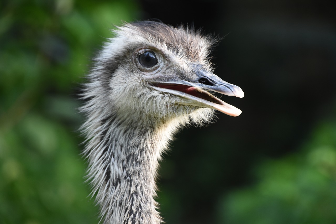 Image - the ostrich rhea profile close up