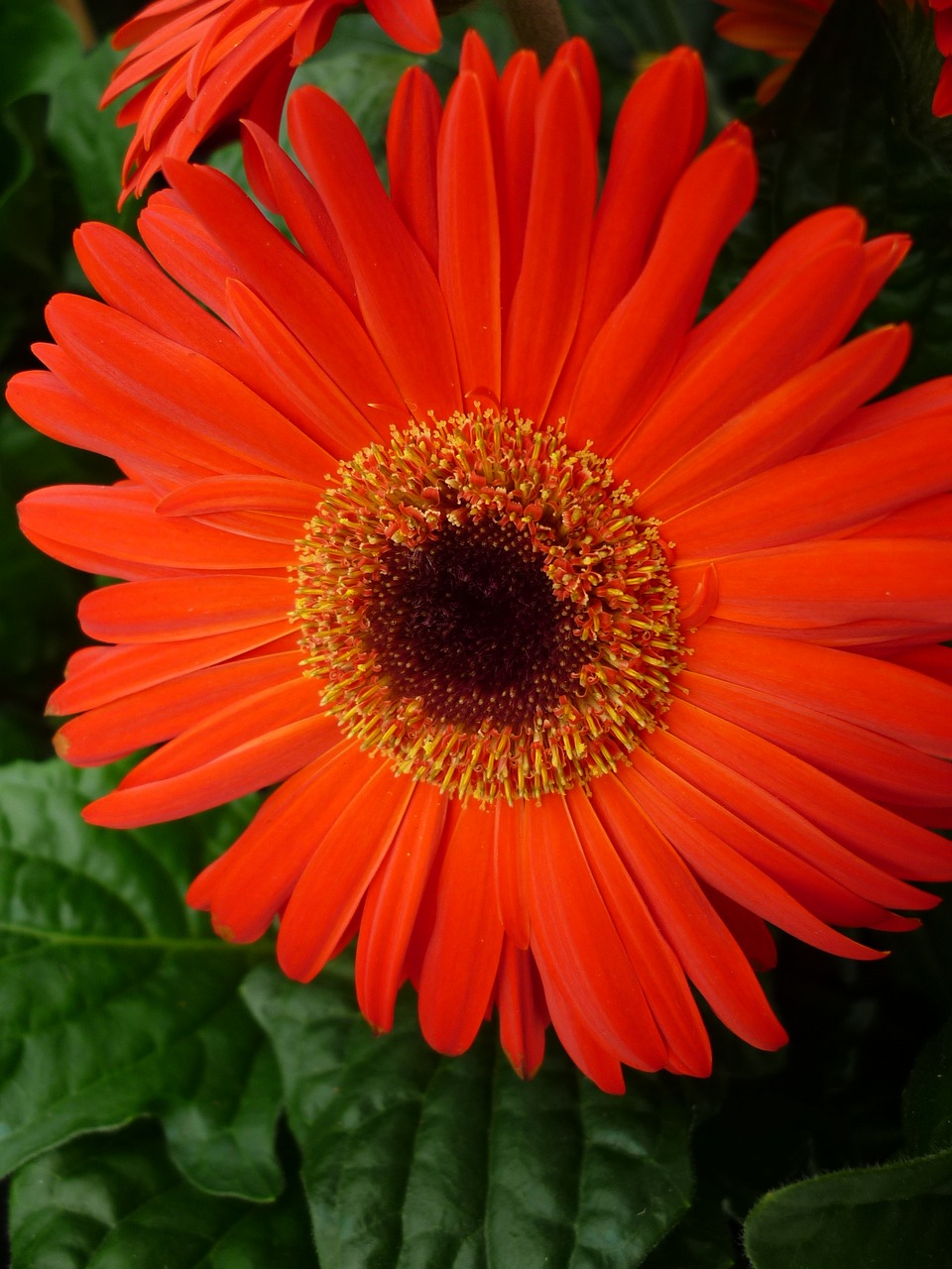 Image - gerbera reddish orange blossom