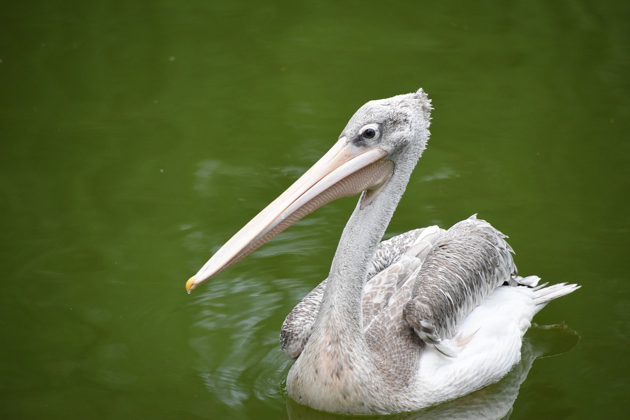 Image - spoonbill green water