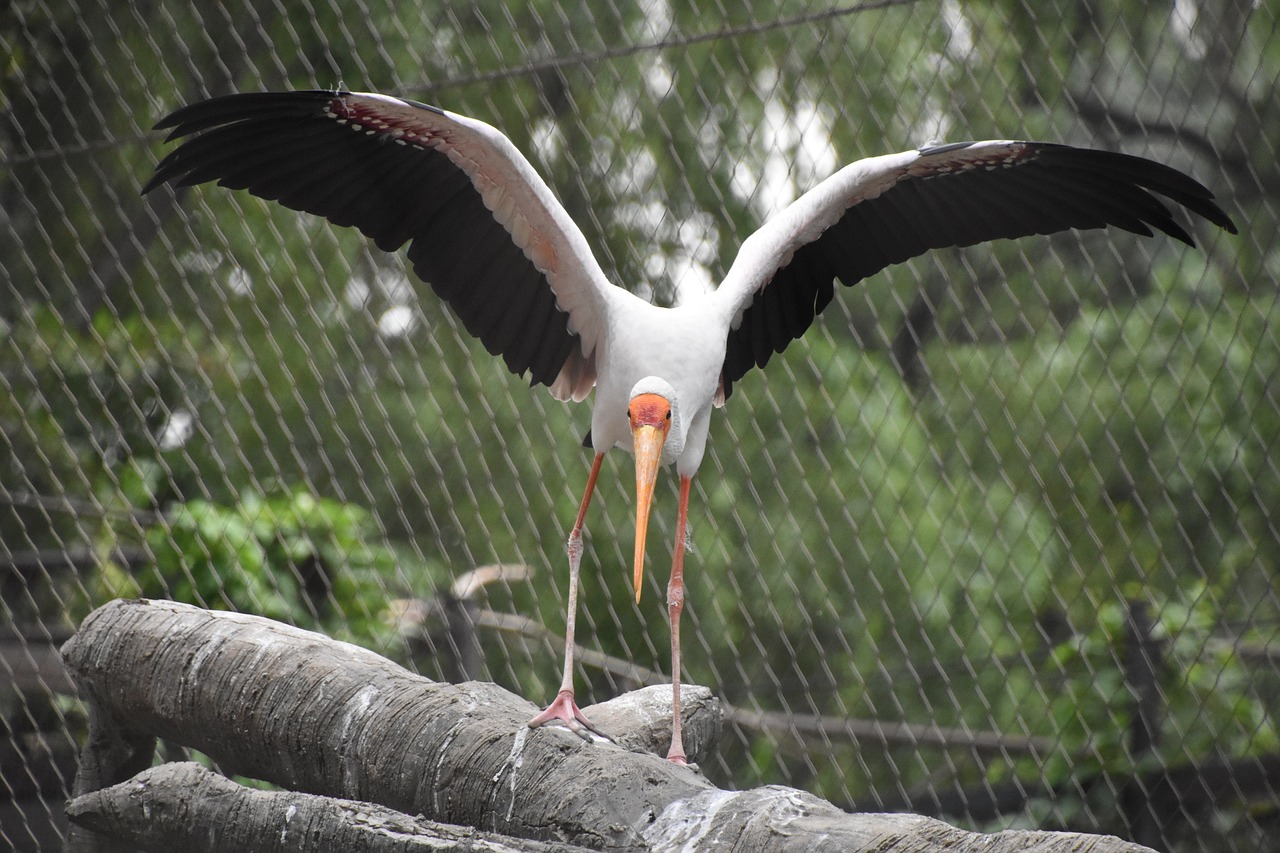 Image - take off birds animal