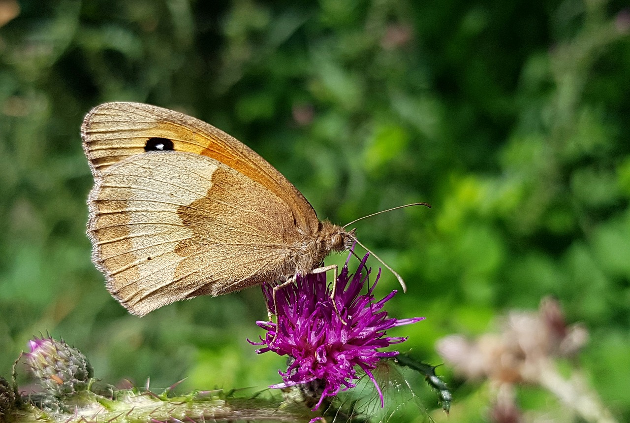 Image - butterfly meadow brown butterflies