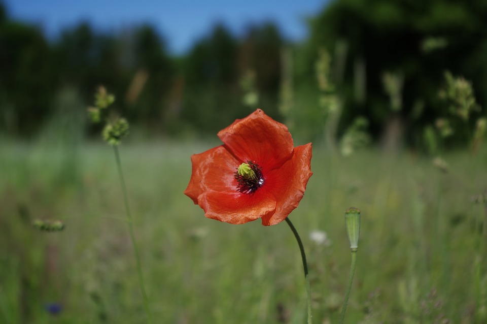 Image - poppy flowers red poppy nature red