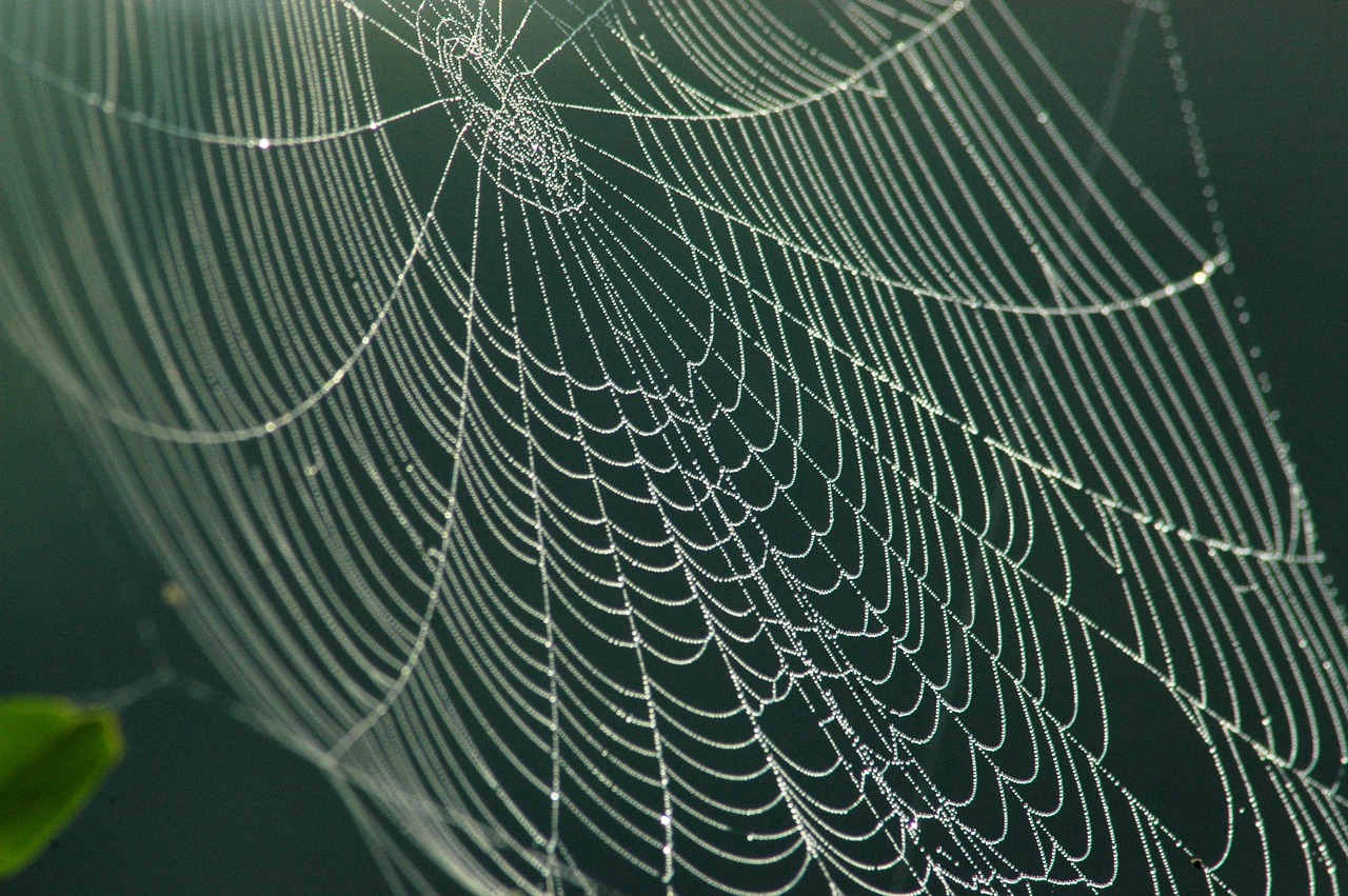 Image - network web morning dew