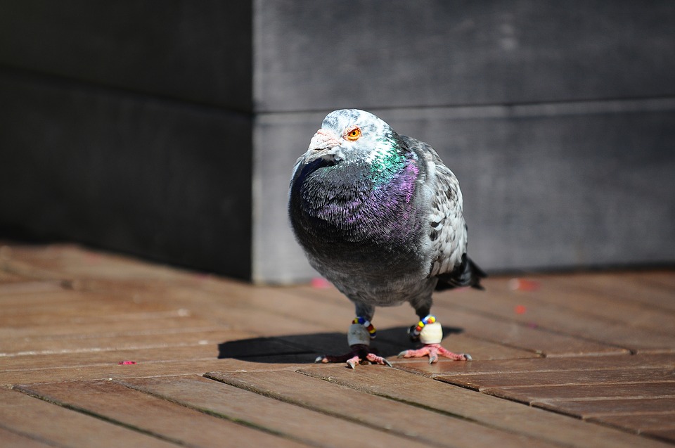 Image - pigeon bird animal