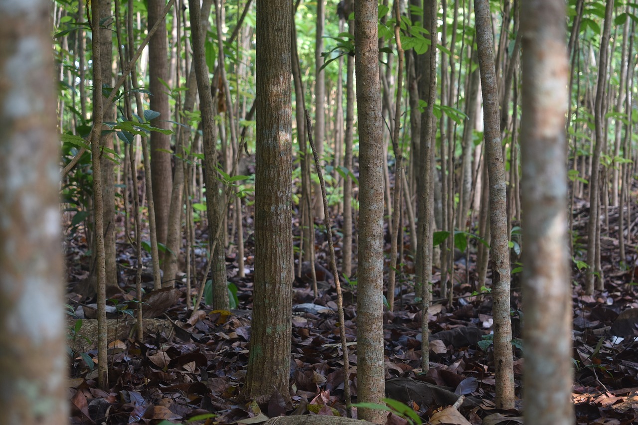 Image - mahogany tree forest outdoor