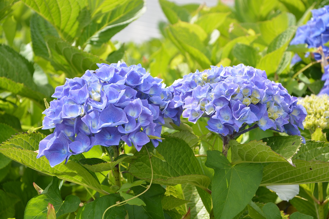 Image - hydrangea pretty flowers round blue