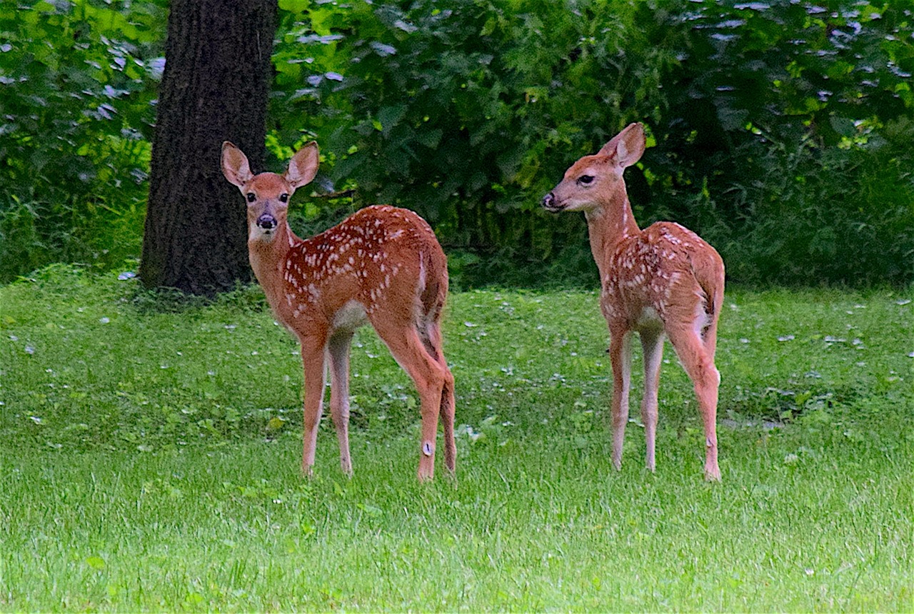 Image - fawn deer twins wildlife animal