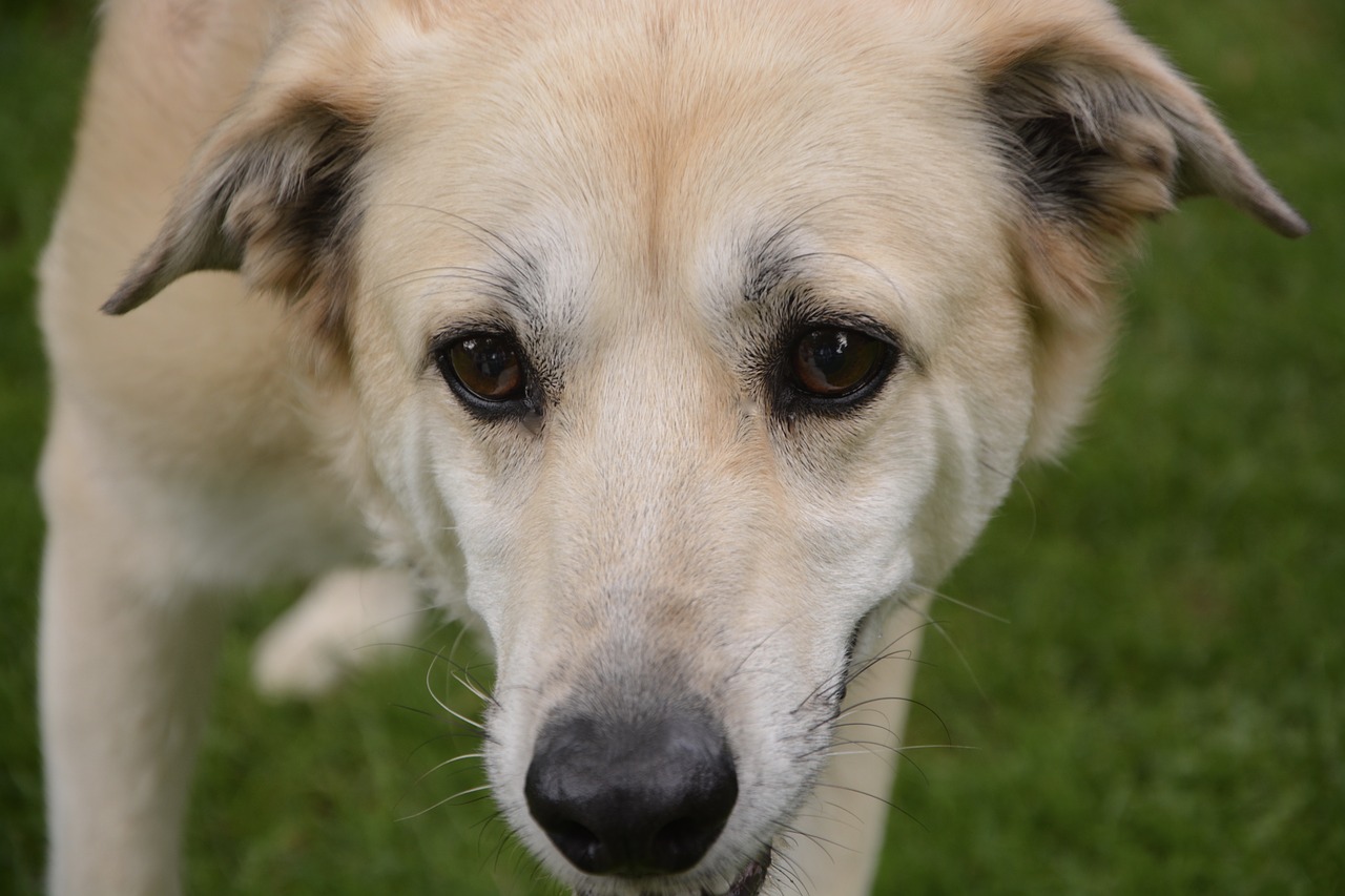 Image - dog eyes truffle animal labrador