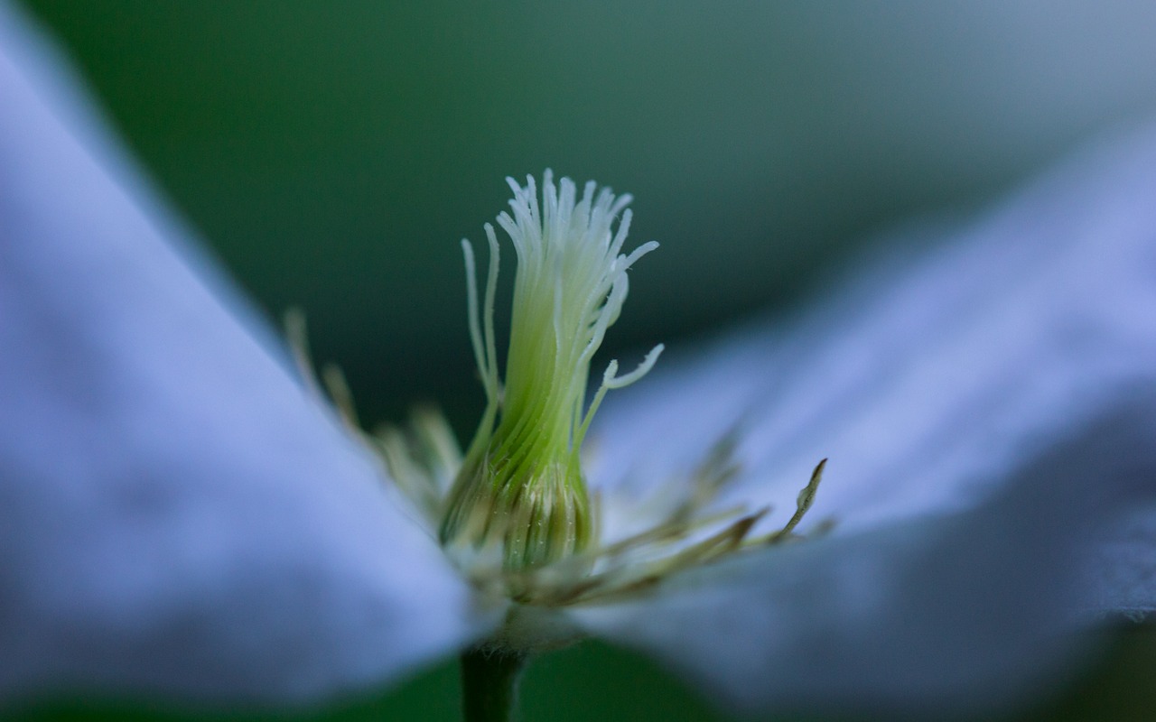 Image - bud blossom bloom flower summer
