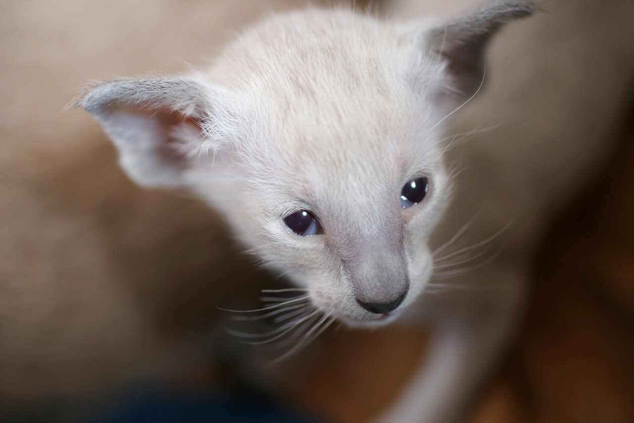 Image - cat kitten siamese cat closeness