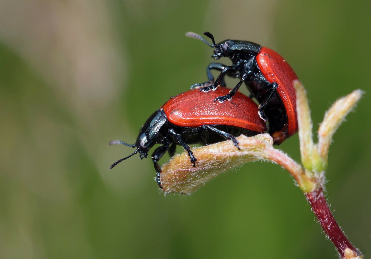 Image - ladybug beetle insect nature drip