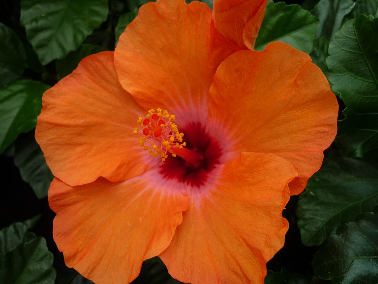 Image - hibiscus magnificent orange blossom