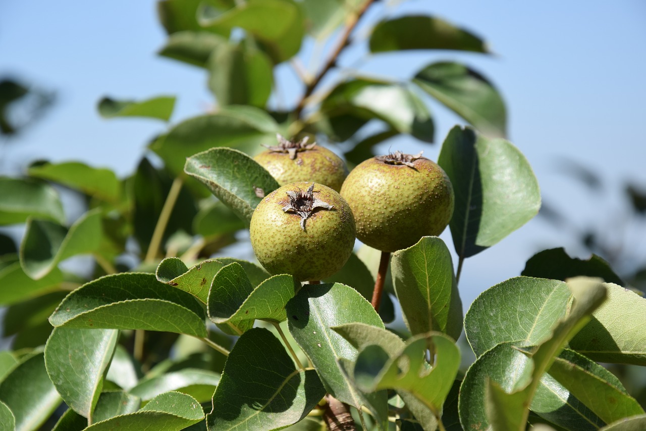 Image - pera fruit wild leaves