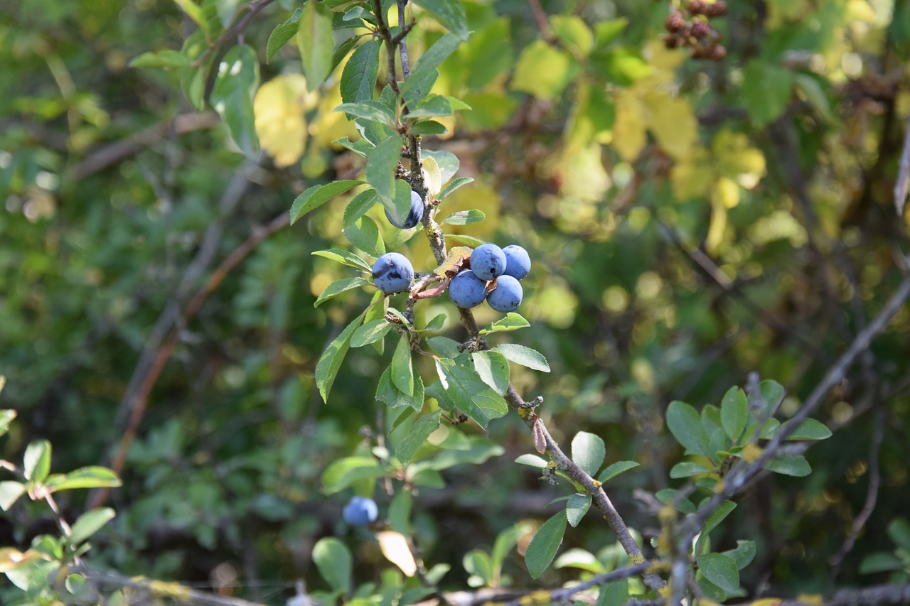 Image - shrub soft fruits prunus spinosa