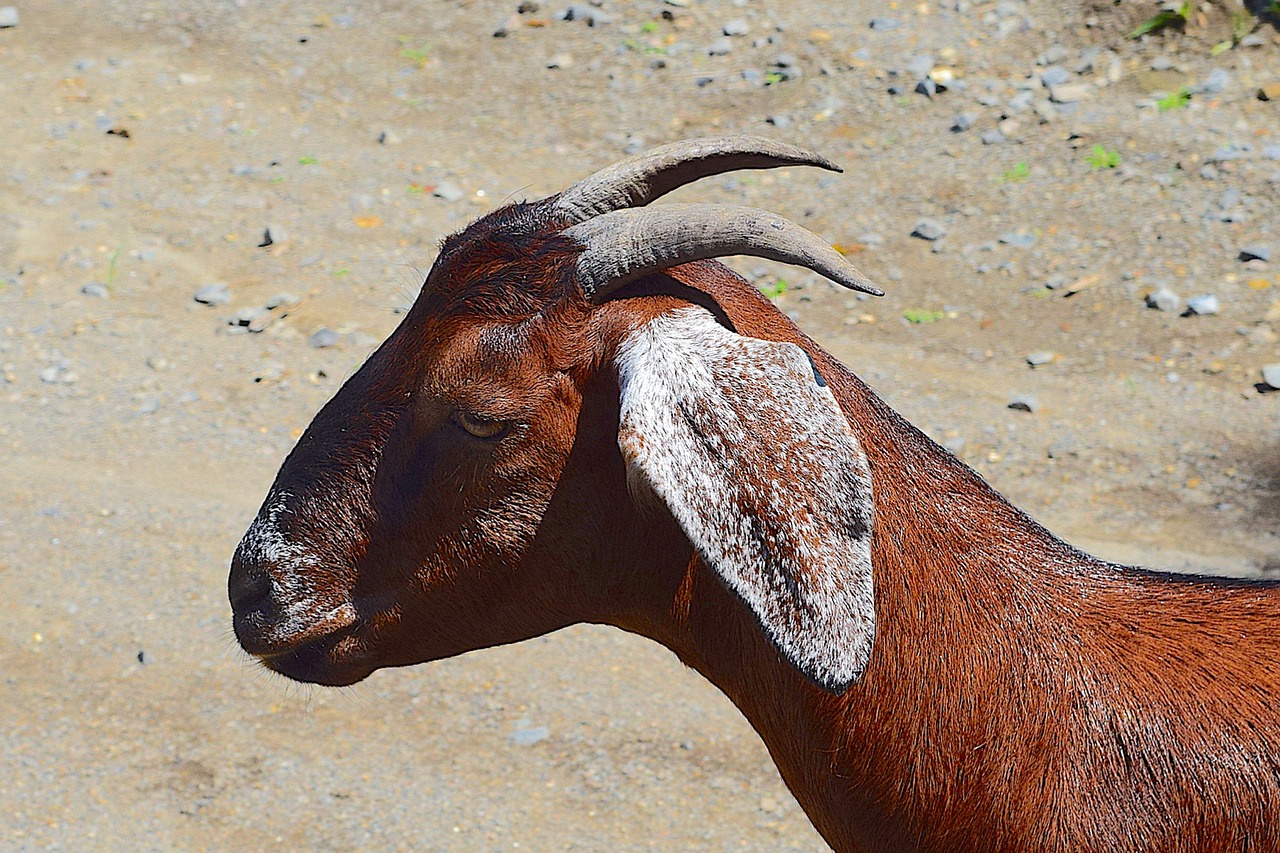 Image - goat portrait horns ears livestock