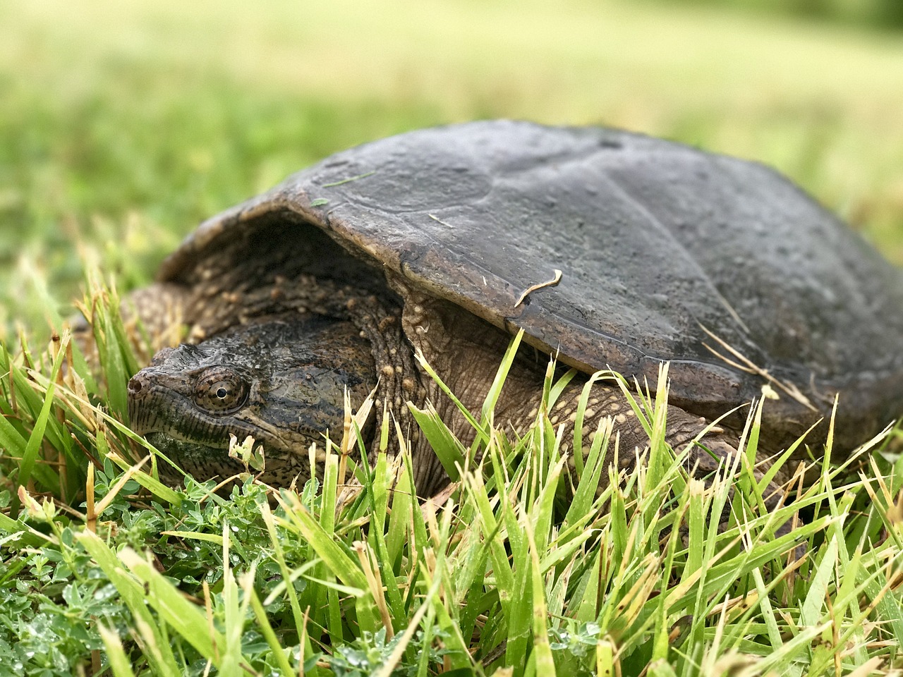 Image - turtle in grass turtle