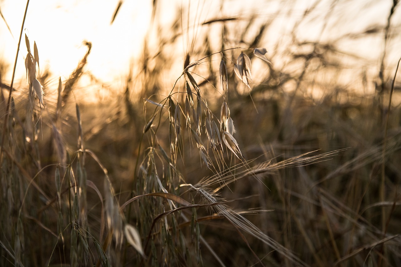 Image - barley farm nature agriculture