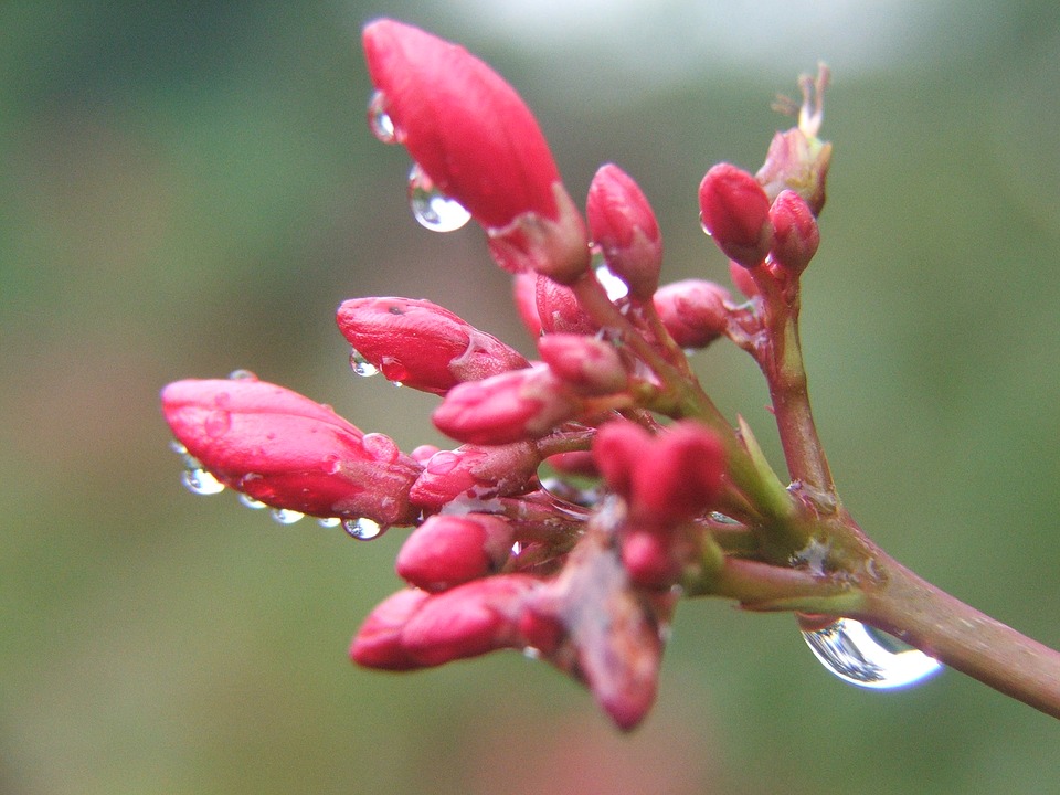 Image - morning flower red summer