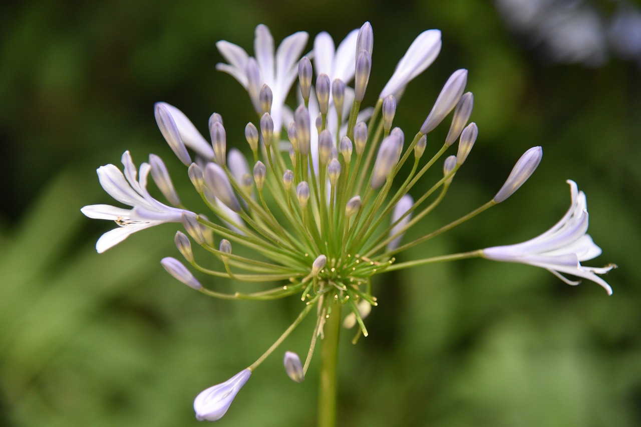 Image - flowers hills back nature