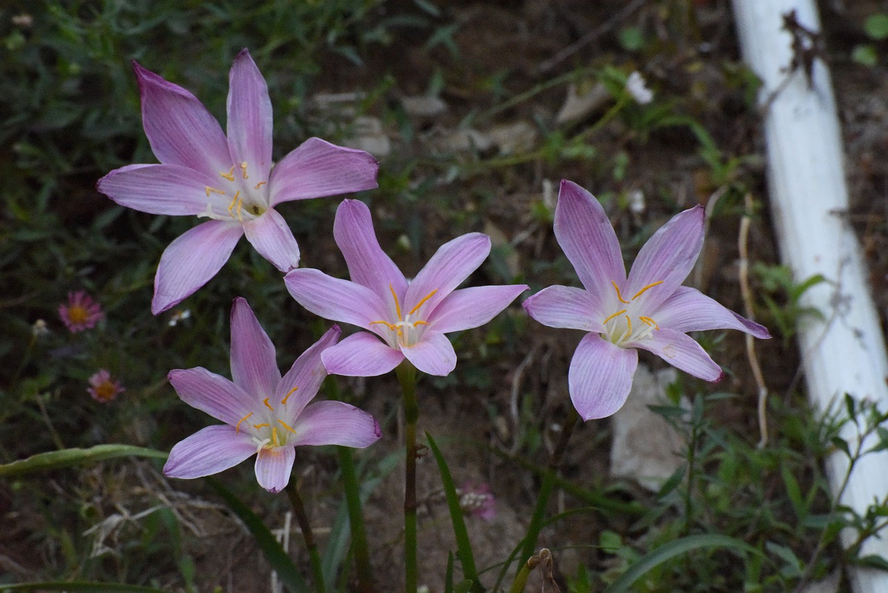 Image - flowers hills back nature