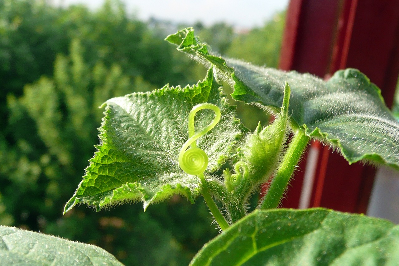 Image - plant cucumber sheet