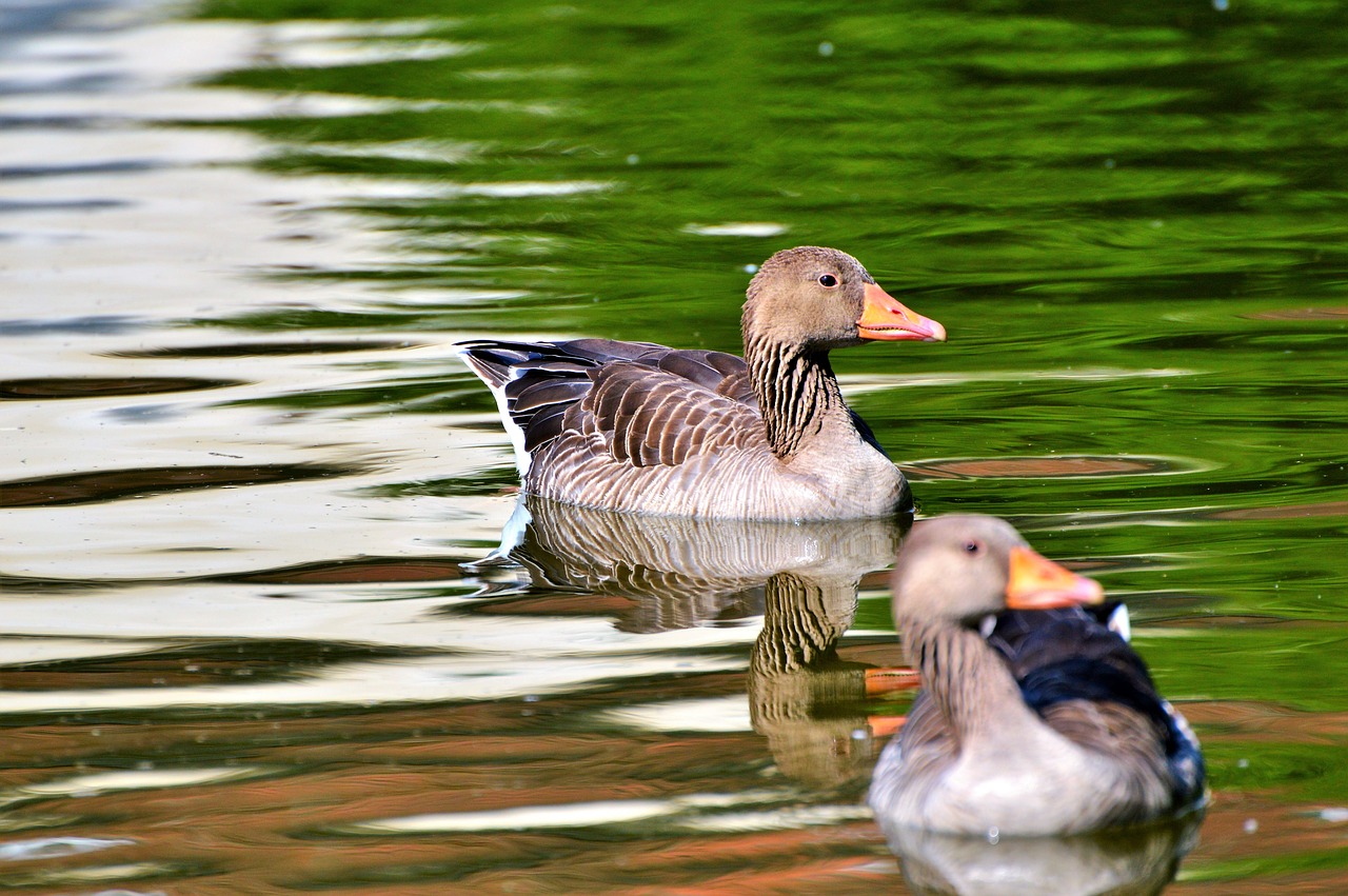 Image - wild goose goose bird water bird