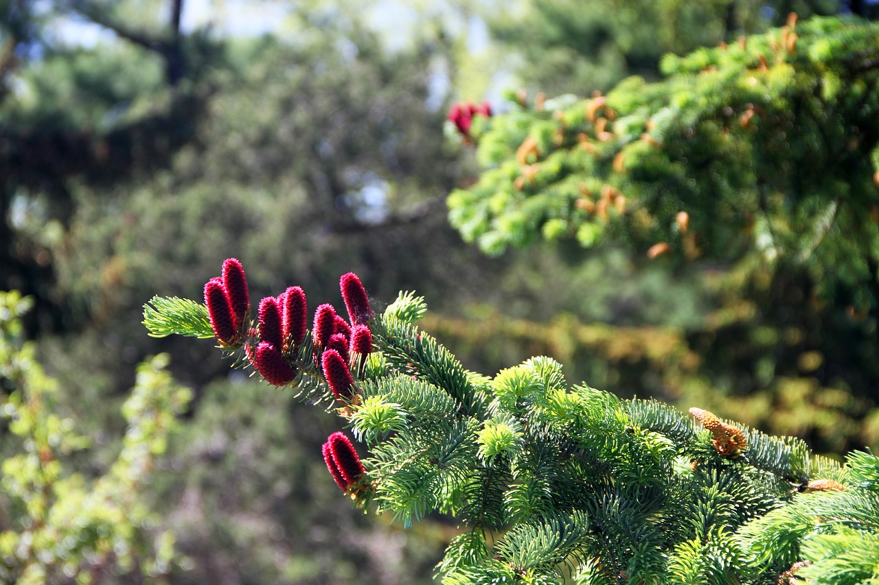 Image - tree pine cones pine cone nature