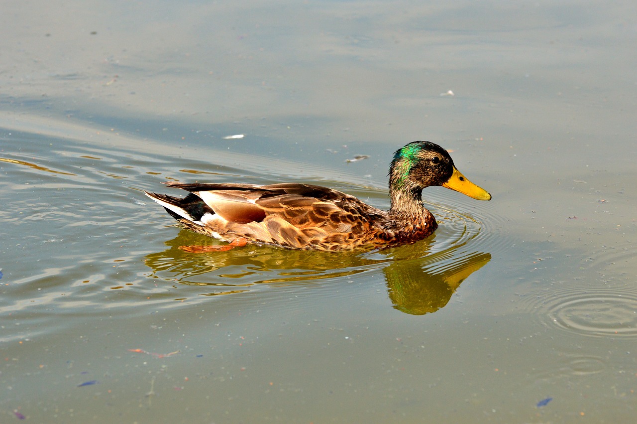 Image - duck mallard water bird duck bird