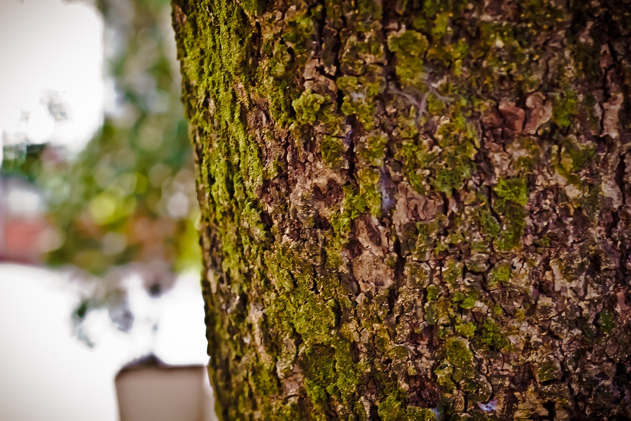 Image - texture flying street shell wood