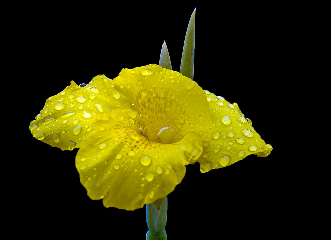 Image - flower nature yellow lily fresh