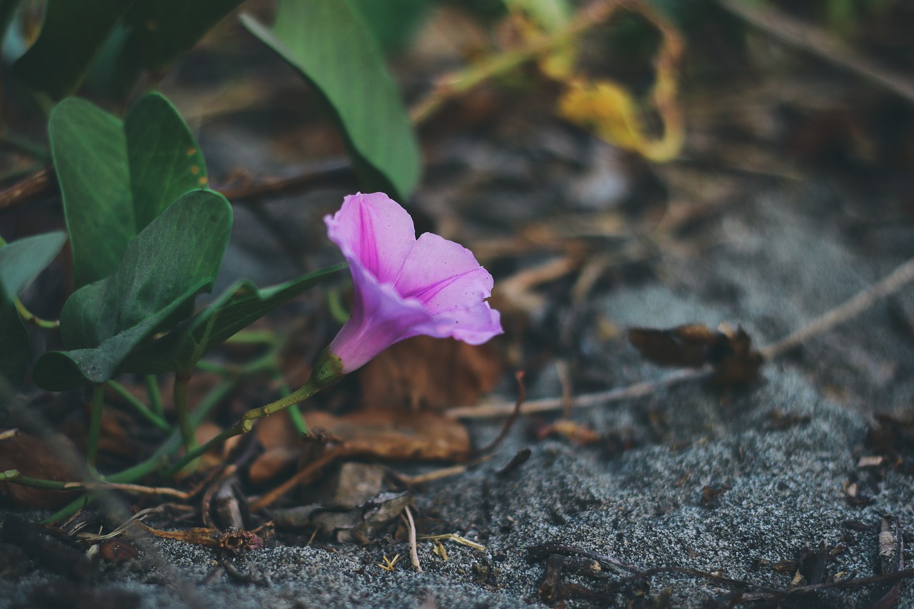 Image - flower lilac purple blossom floral