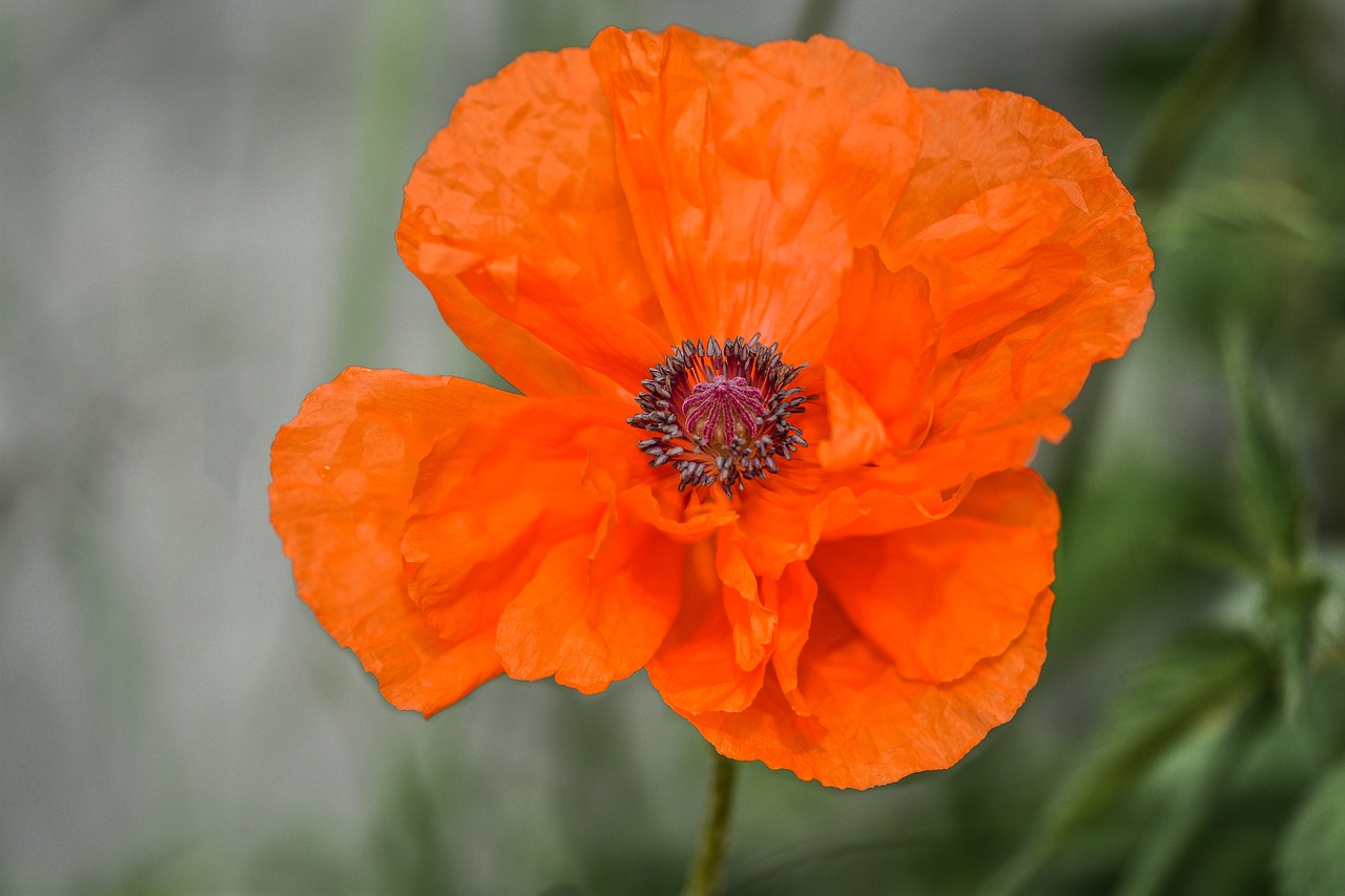 Image - poppy flower petal macro plant