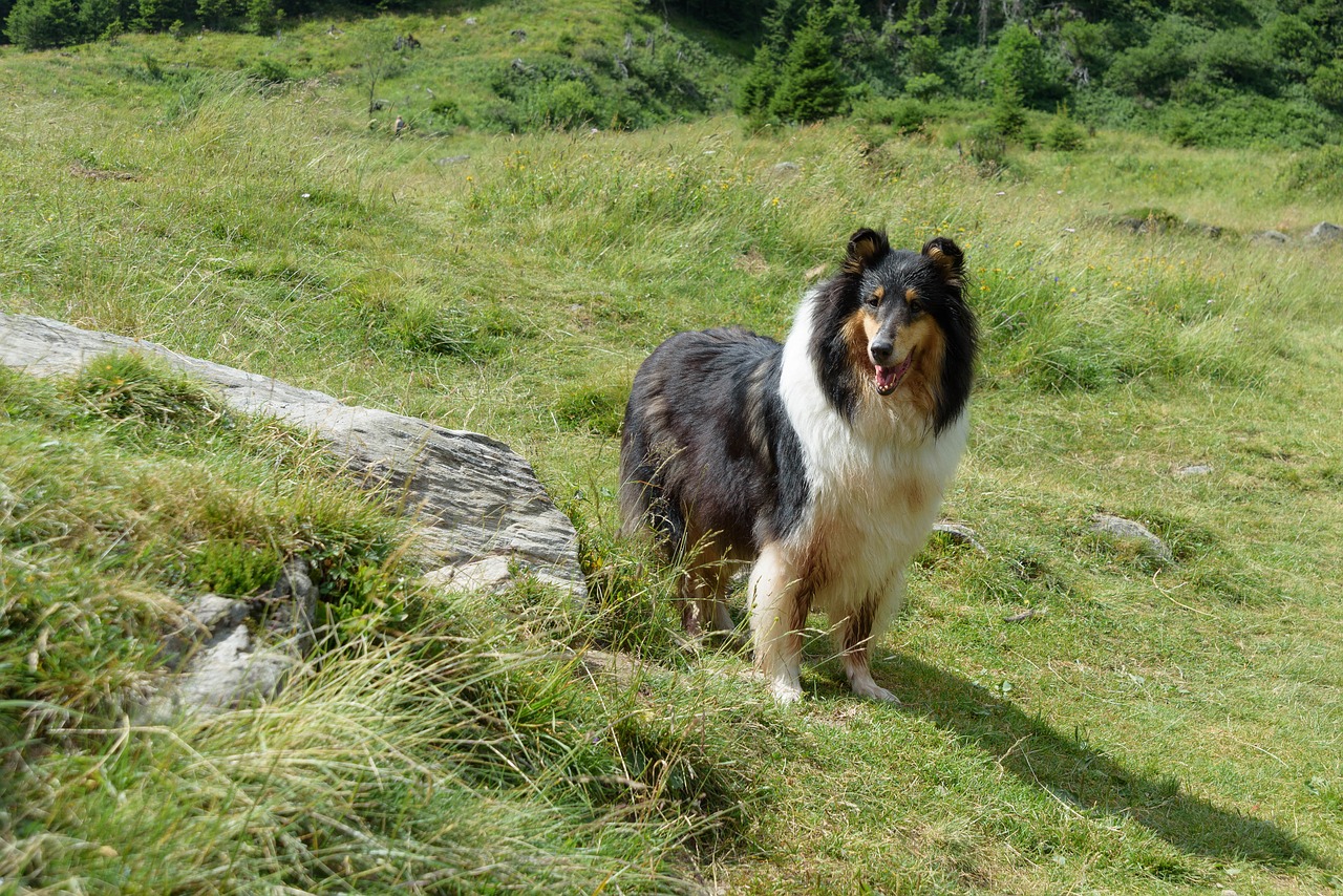 Image - dog collie purebred dog