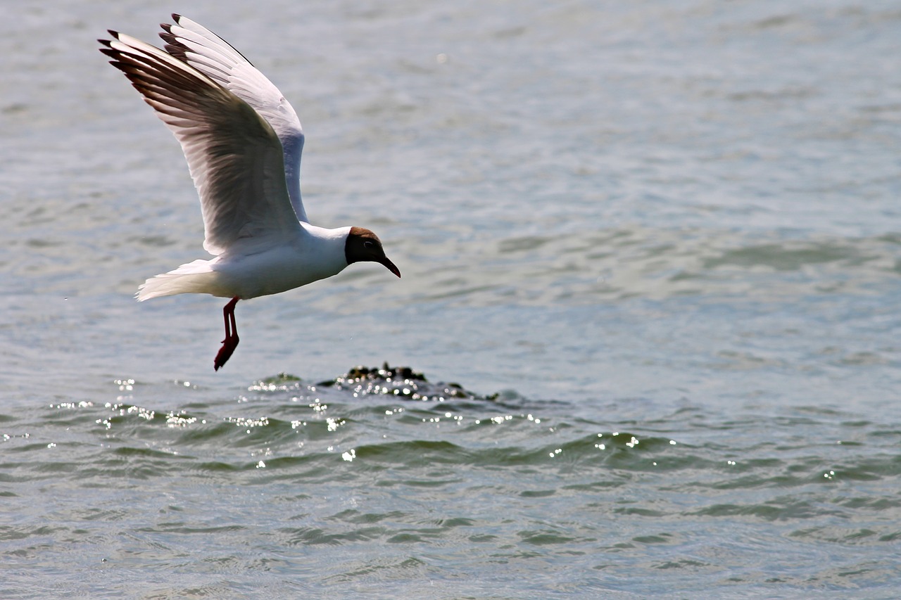 Image - black headed gull seagull flight