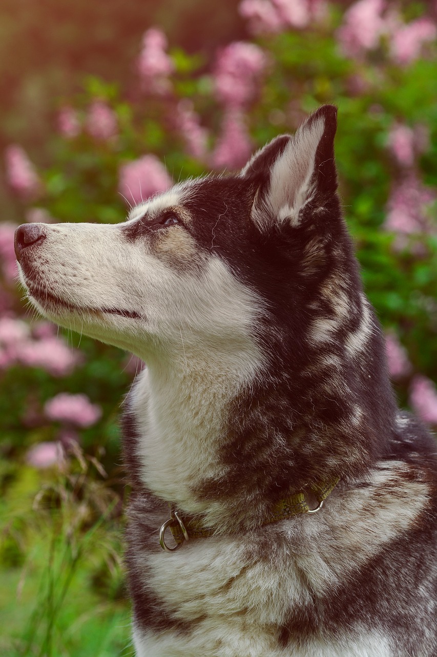 Image - husky dog pet animal breed