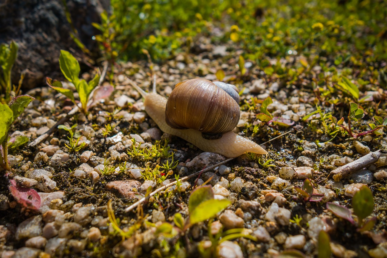 Image - worm snail nature conch animal