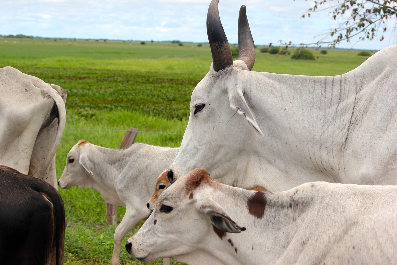 Image - animal cow horns savannah nature