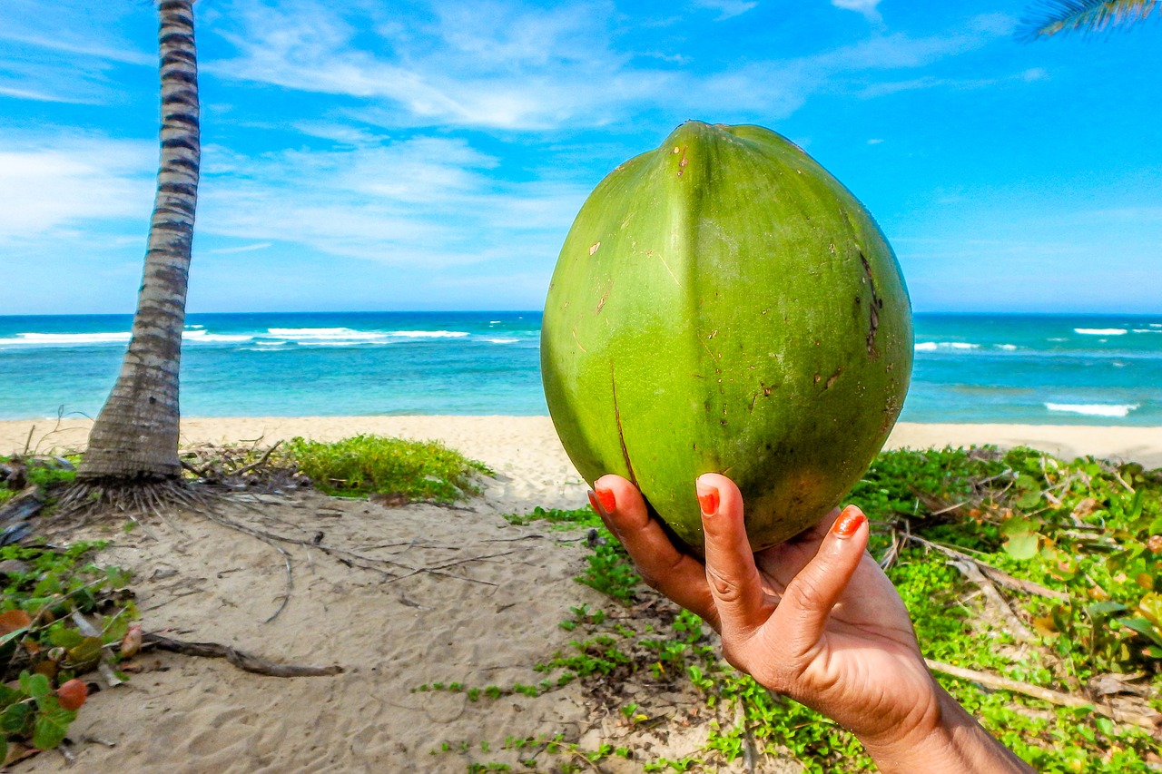 Image - coconut beach summer sea