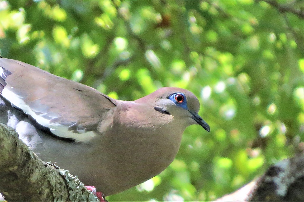 Image - dove bird wild tree green