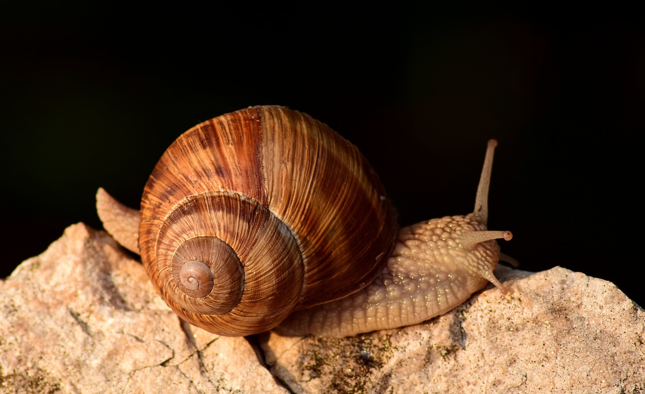 Image - snail close shell reptile animal