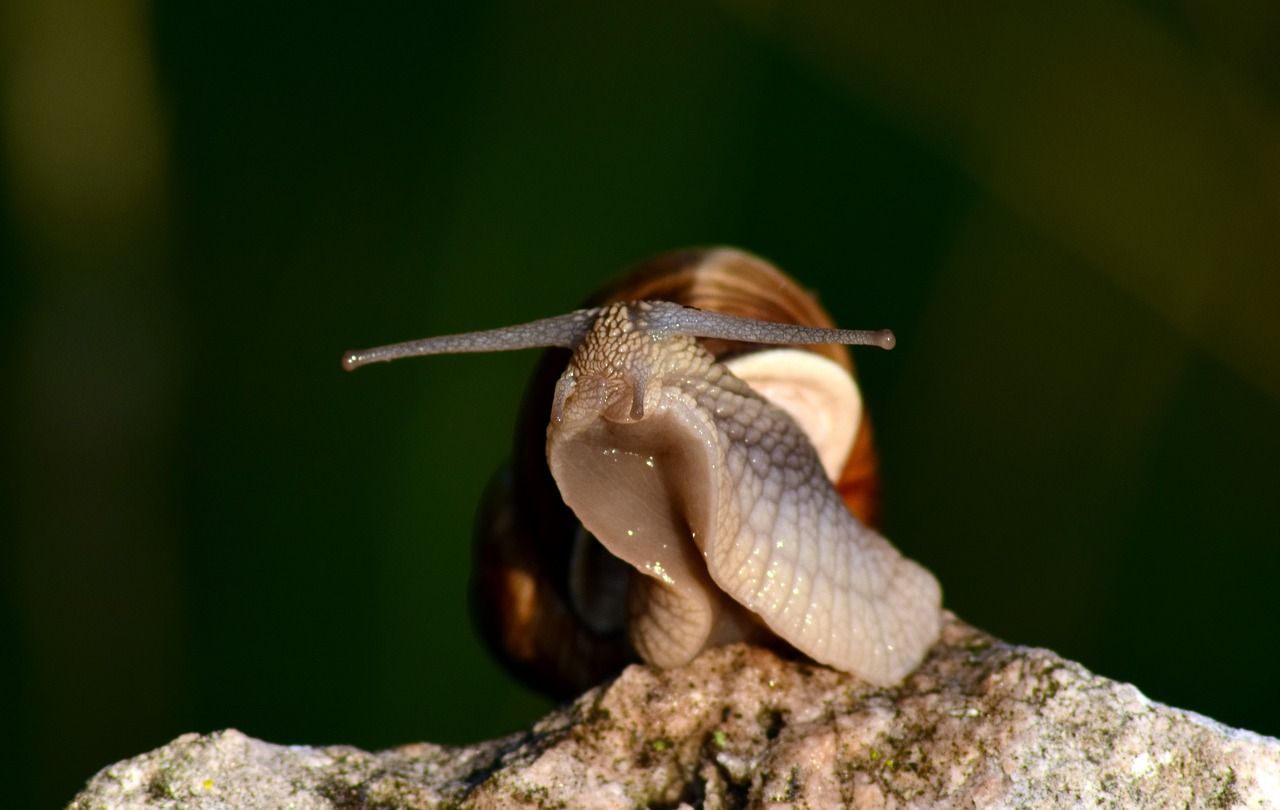 Image - snail animal mollusk nature shell